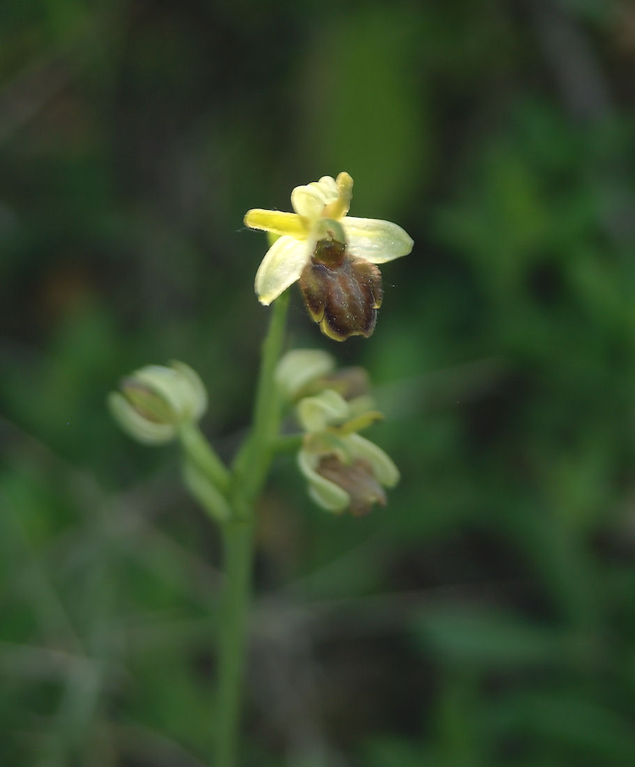 Orchidee nel pisano